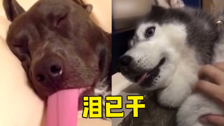 【看啥视频】遇上如此变态的主人,狗狗们根本不敢睡觉!